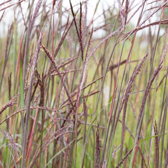 McKay Nursery Blackhawks Big Bluestem Grass - Thumbnail 5