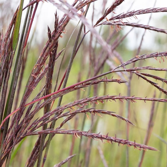 McKay Nursery Blackhawks Big Bluestem Grass