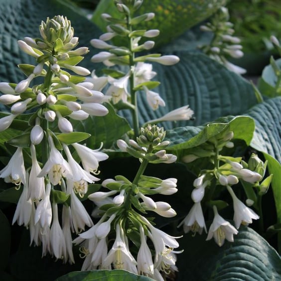 codiaeum plant care Codiaeum 'Mammi' main image 0