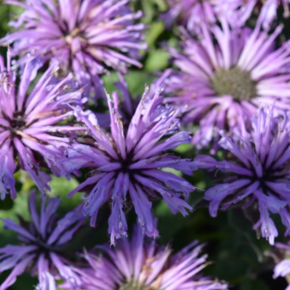 McKay Nursery Blue Moon Bee Balm - Thumbnail 4