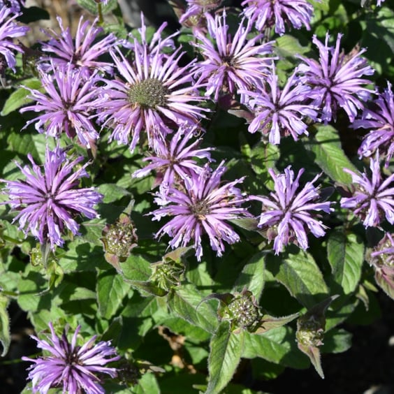 McKay Nursery Blue Moon Bee Balm - Thumbnail 2