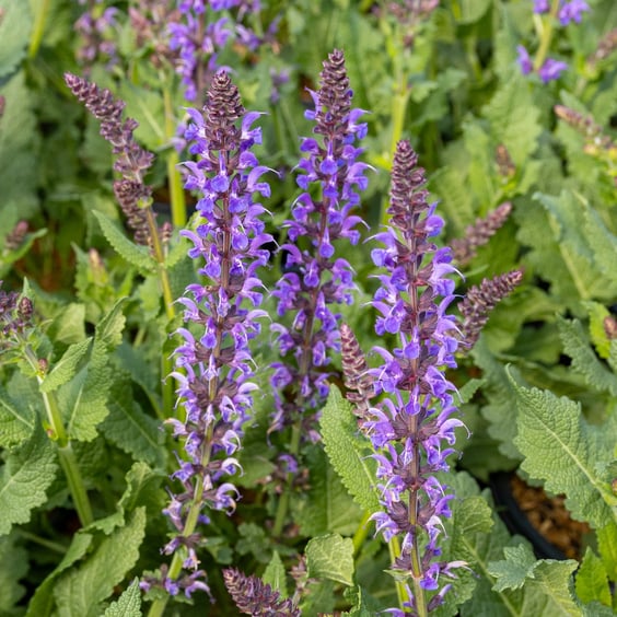 Blue by You Salvia | McKay Nursery