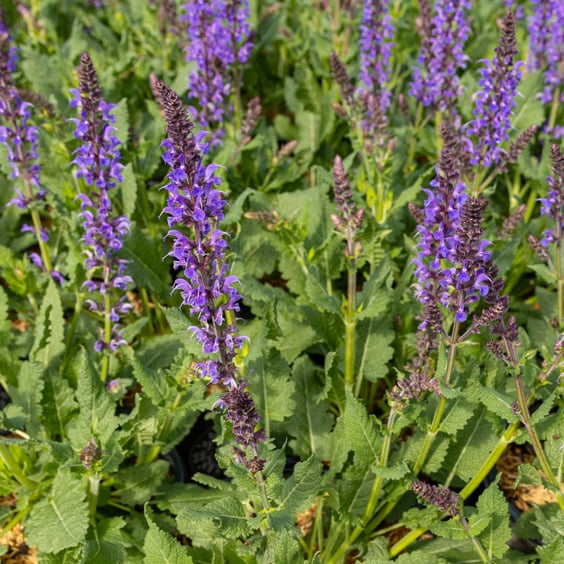 McKay Nursery Blue by You Salvia - Thumbnail 3