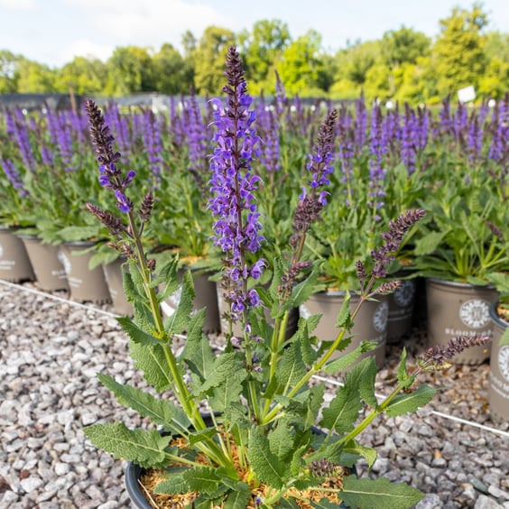 McKay Nursery Blue by You Salvia - Thumbnail 2