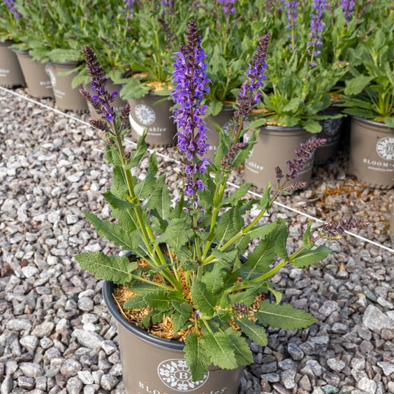 dinosaur plant pot Dino Flower Pot
