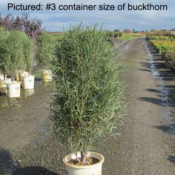 Fine Line Buckthorn | McKay Nursery