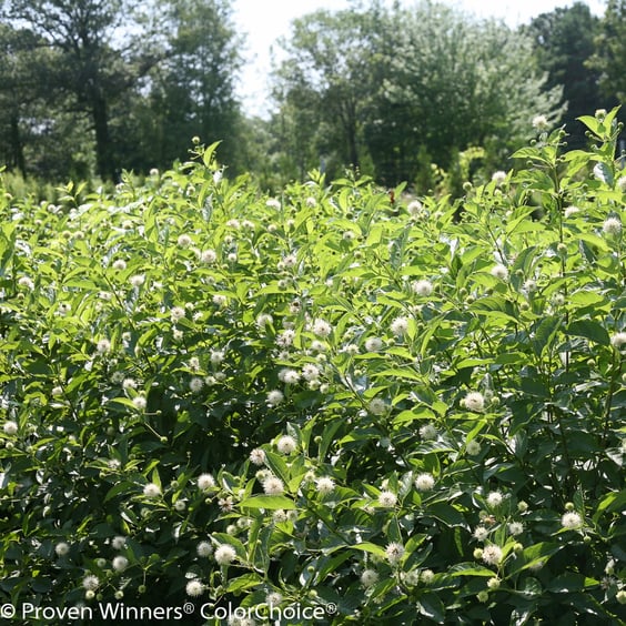 Proven Winners Sugar Shack Buttonbush - Thumbnail 5