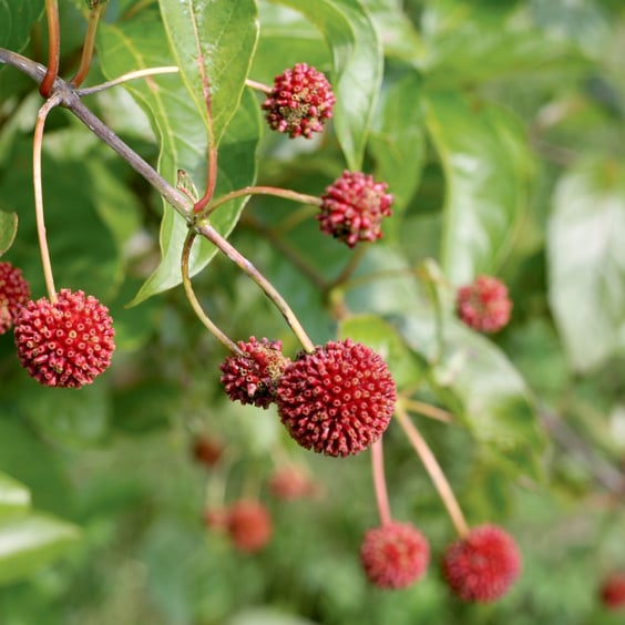 Proven Winners Sugar Shack Buttonbush - Thumbnail 2