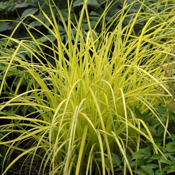 McKay Nursery Bowles Golden Sedge