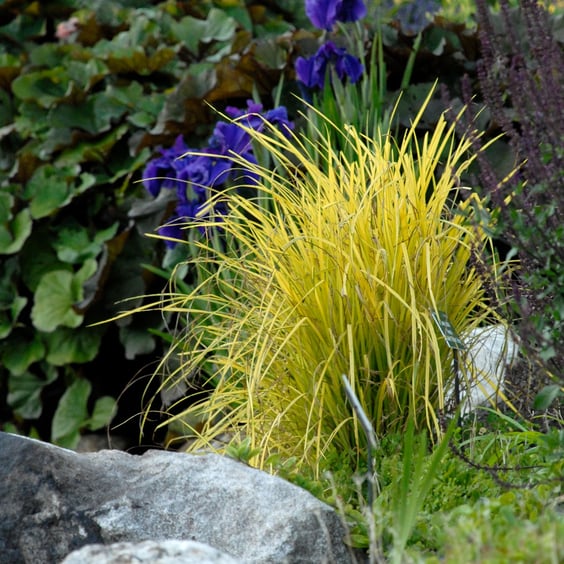 McKay Nursery Bowles Golden Sedge - Thumbnail 2