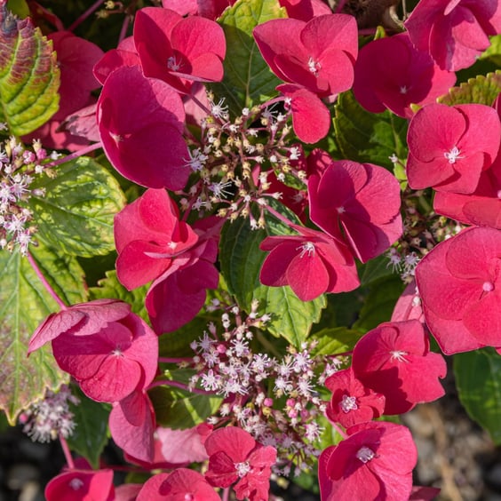 McKay Nursery Cherry Explosion Hydrangea - Thumbnail 2