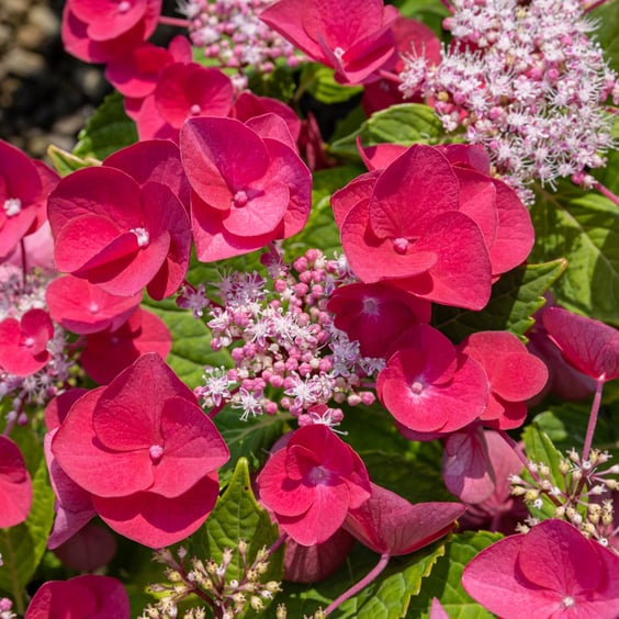 McKay Nursery Cherry Explosion Hydrangea - Thumbnail 5