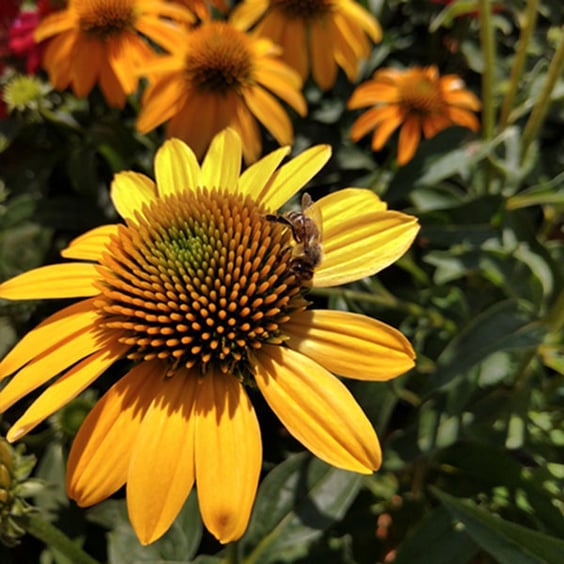 McKay Nursery Cheyenne Spirit Coneflower - Thumbnail 2