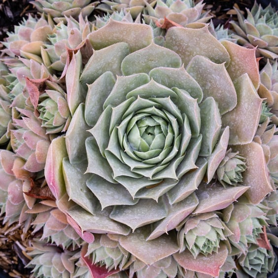 Chick Charms Giants Hens and Chicks - Thumbnail 2