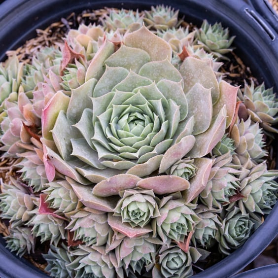 Chick Charms Giants Hens and Chicks