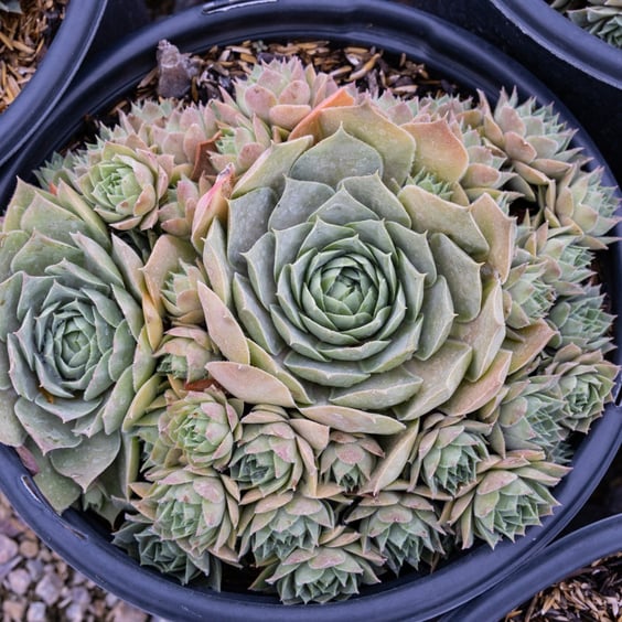 Chick Charms Giants Hens and Chicks - Thumbnail 4