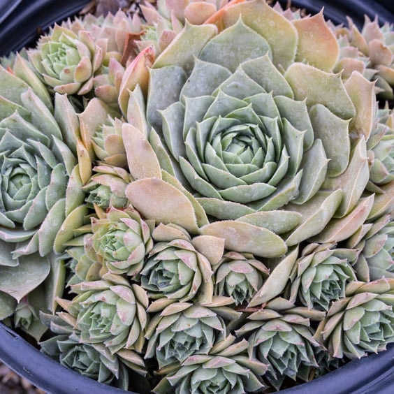 Chick Charms Giants Glacier Blue Hens and Chicks | McKay Nursery