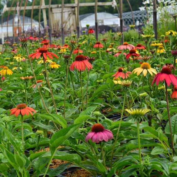 McKay Nursery Cheyenne Spirit Coneflower - Thumbnail 4