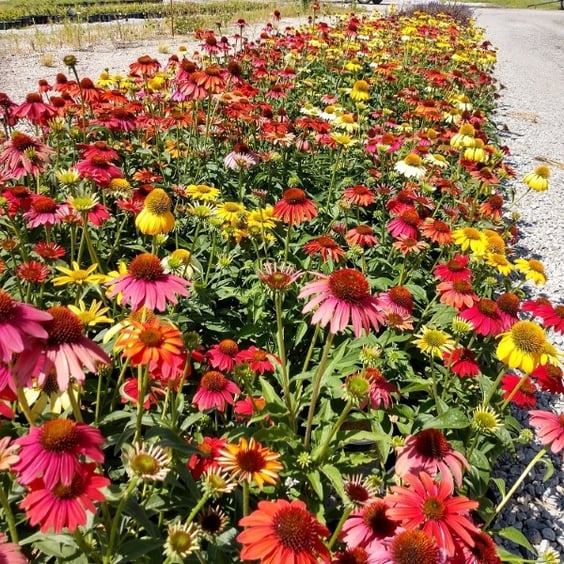 McKay Nursery Cheyenne Spirit Coneflower