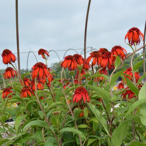 McKay Nursery Coneflower - Thumbnail 4