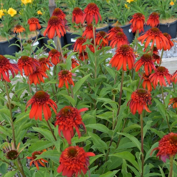 McKay Nursery Coneflower - Thumbnail 3