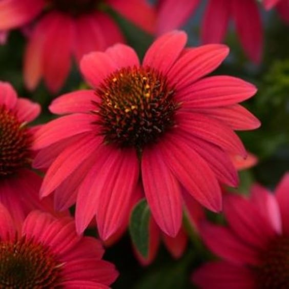 McKay Nursery Sombrero Baja Coneflower - Thumbnail 2