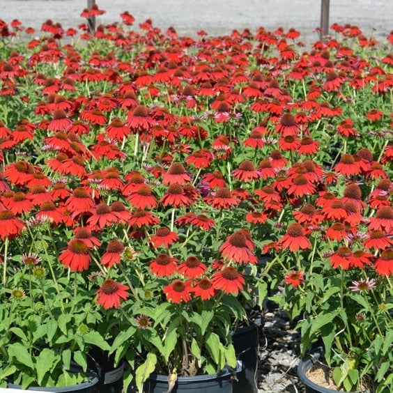McKay Nursery Sombrero Coneflower - Thumbnail 3
