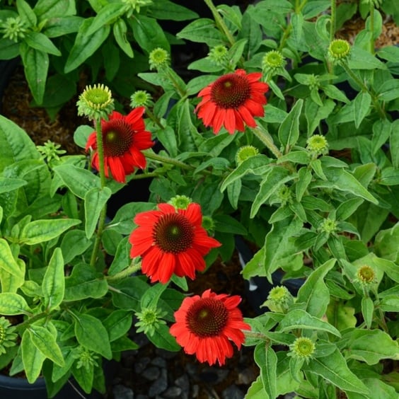 McKay Nursery Sombrero Coneflower