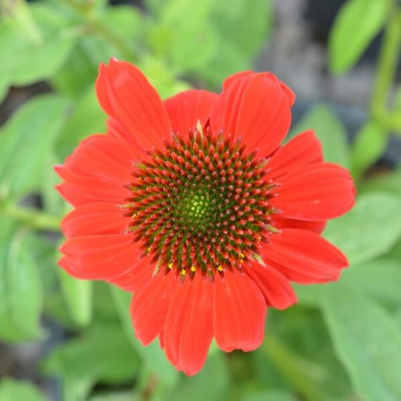 McKay Nursery Sombrero Coneflower - Thumbnail 2