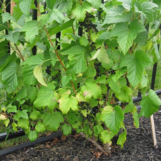 Consort Black Currant (Ribes nigrum) | McKay Nursery
