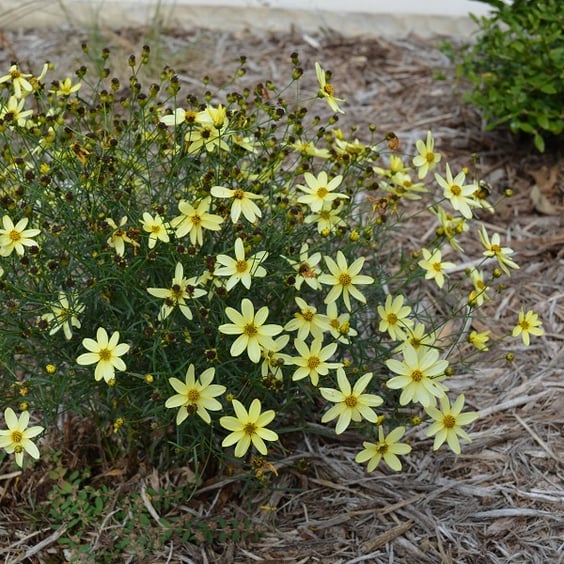 perennial sunflower plants Maximilian Perennial Sunflower