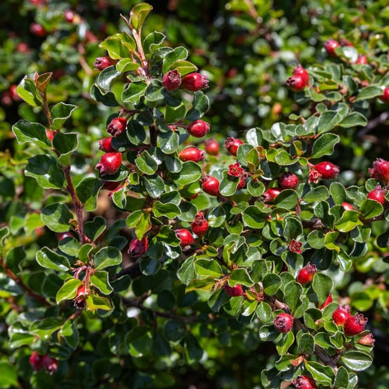 McKay Nursery Cranberry Cotoneaster - Thumbnail 2