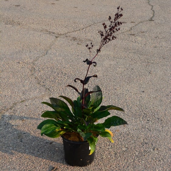 terrarium plants shop Terrarium Plant Kit