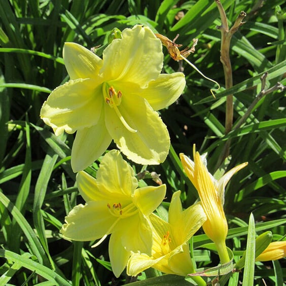 McKay Nursery Happy Returns Daylily - Thumbnail 2