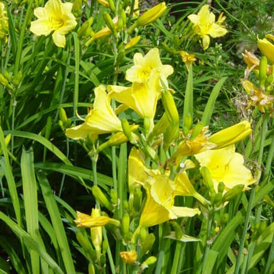 McKay Nursery Happy Returns Daylily - Thumbnail 3