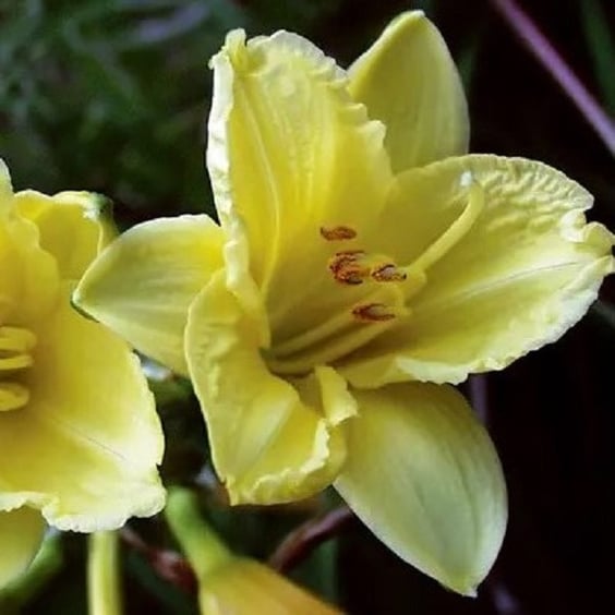 McKay Nursery Happy Returns Daylily
