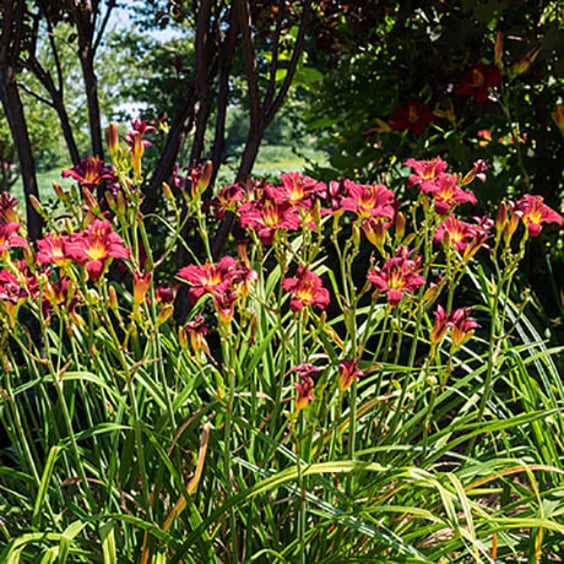 McKay Nursery Pardon Me Daylily - Thumbnail 3