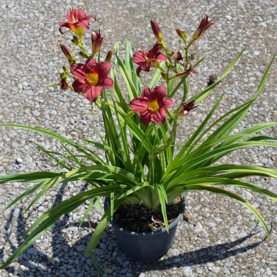 McKay Nursery Pardon Me Daylily
