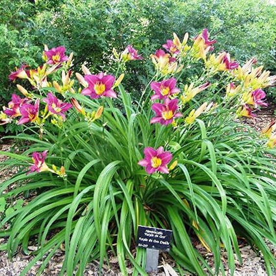 McKay Nursery Daylily - Thumbnail 2