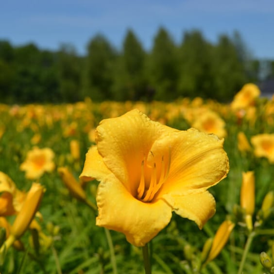 McKay Nursery Stella d'Oro Daylily - Thumbnail 4