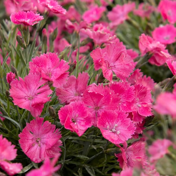 McKay Nursery Dianthus