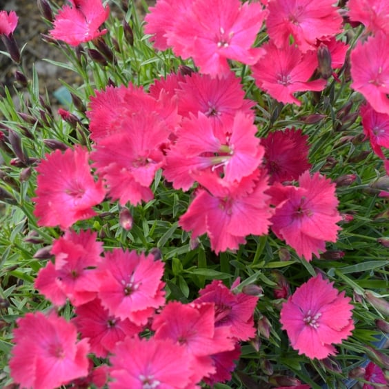 McKay Nursery Dianthus - Thumbnail 5