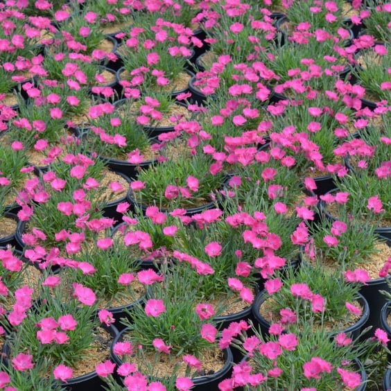 McKay Nursery Dianthus - Thumbnail 4