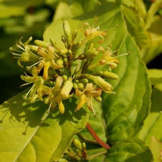 lonicera kamtschatica pflege Lonicera kamtschatica (Honigbeere) (M) – Plantsome main image 0