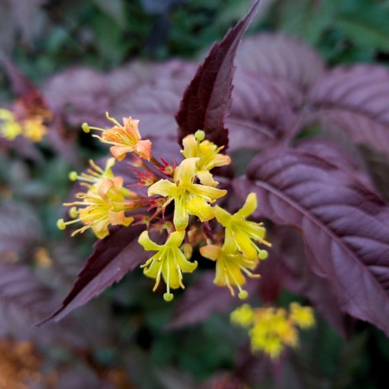Bloomin' Easy Nightglow Bush Honeysuckle - Thumbnail 2