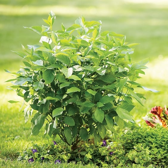 McKay Nursery Arctic Fire Dogwood