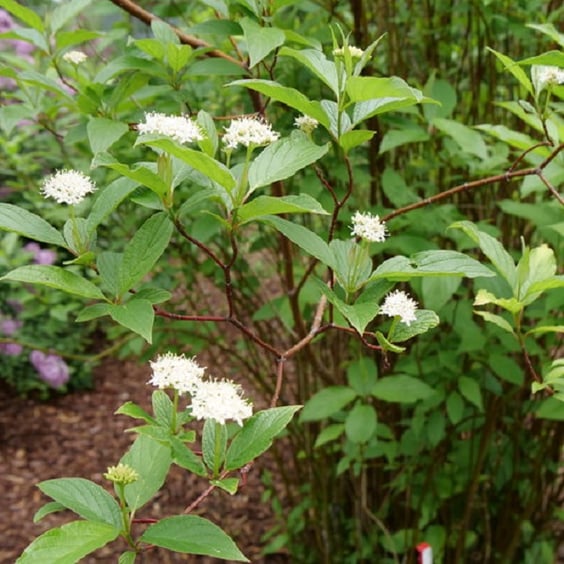 McKay Nursery Arctic Fire Dogwood - Thumbnail 3