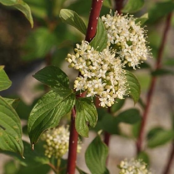 McKay Nursery Bailey Dogwood - Thumbnail 3