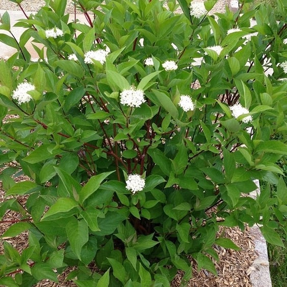 coffee plant beans Arabica Coffee, Arabian Coffee Fruit Tree