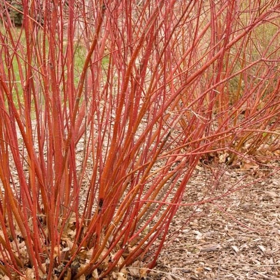 McKay Nursery Bailey Dogwood - Thumbnail 4